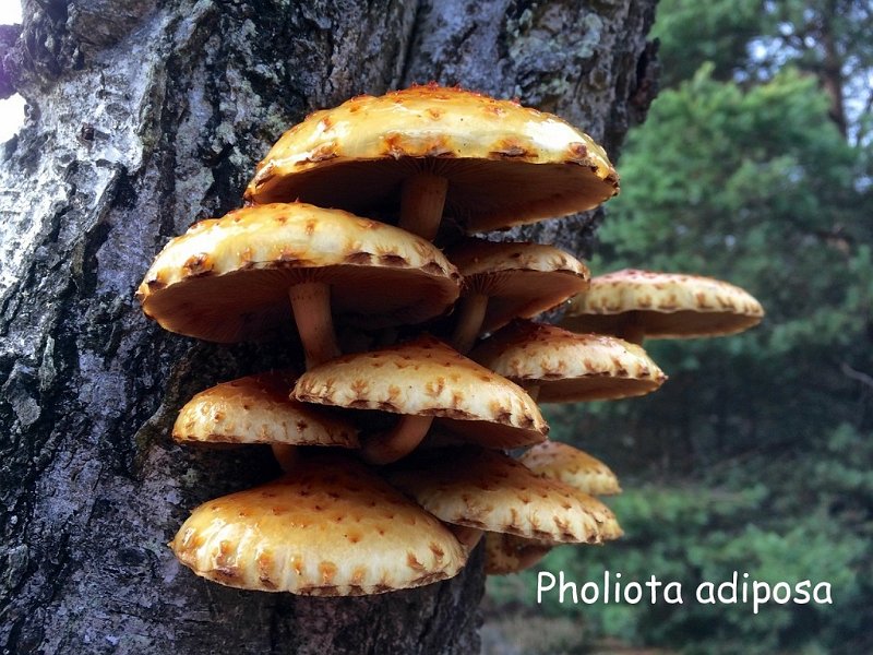 Pholiota adiposa-amf1430-1.jpg - Pholiota adiposa ; Syn: Pholiota aurivella var.abietis ; Non français: Pholiote grasse